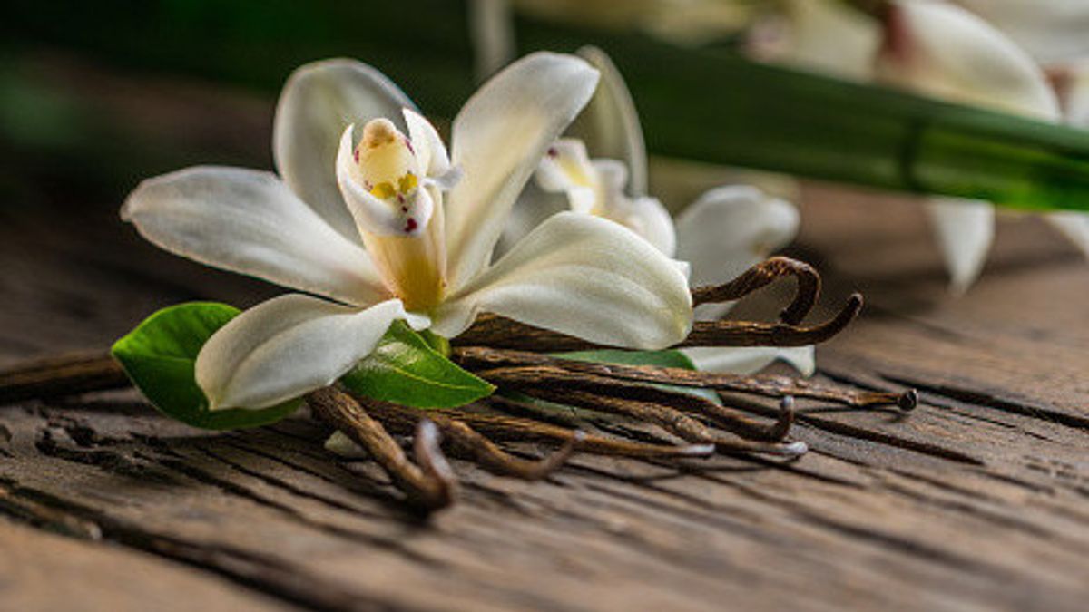 바닐라 향의 특징과 기능