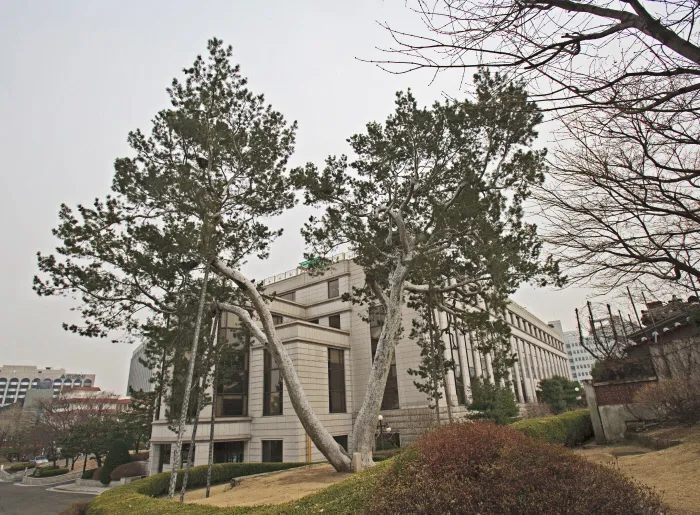 헌법재판소 안에 있는 ‘서울 재동 백송’.