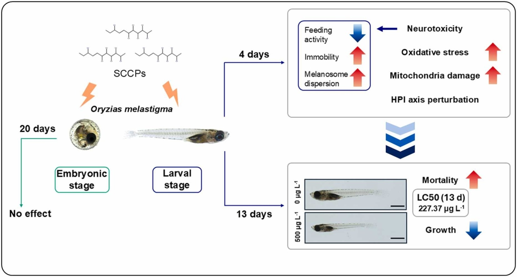Graphical abstract