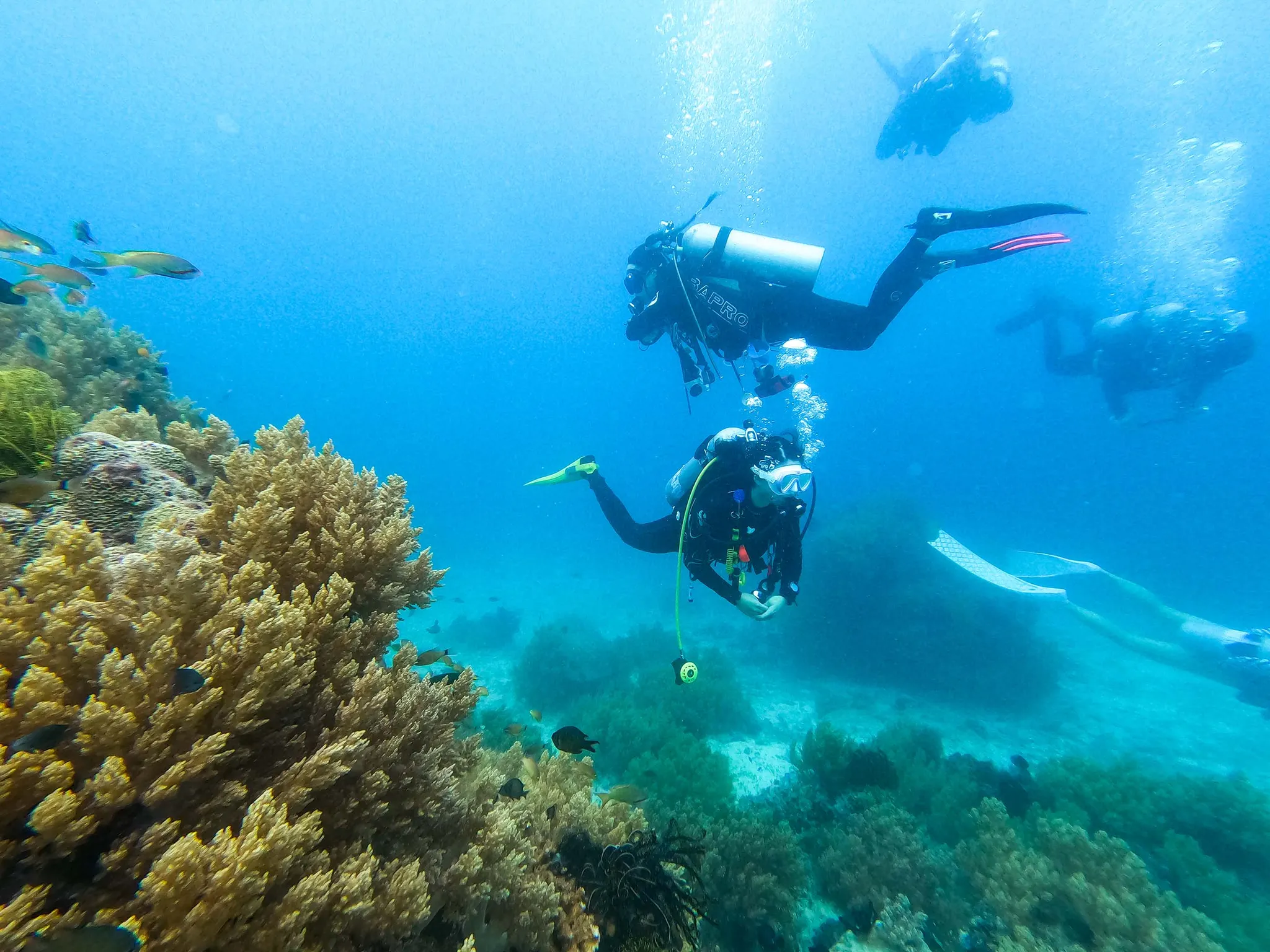Pamilacan Island scuba 파밀라칸 다이빙