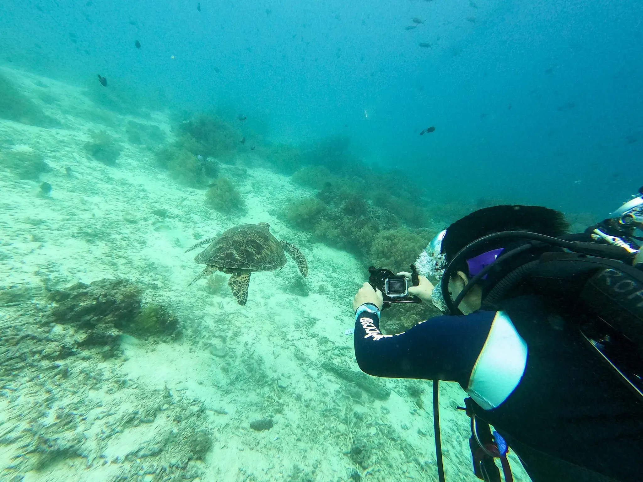 bohol diving 보홀 다이빙
