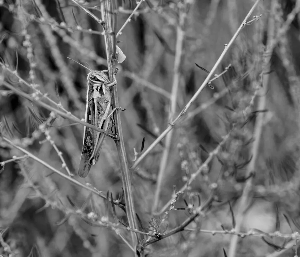 네 이름은 ‘뫼(산) 뛰기’에서 왔다지. 우리가 너처럼 잘 뛸 수 있다면 사람 사는 풍경은 많이 달라졌을 거야. 잠깐 지켜보는 것만으로도 너의 대단한 식성에 놀란다. 식량 축내는 해충이라 구박받을 때가 있었지. 이젠 고단백 저지방 미래식량으로 주목받는구나. 변덕이 죽 끓듯 하는 사람 마음이야말로 한철. 2025년 경남 남해.