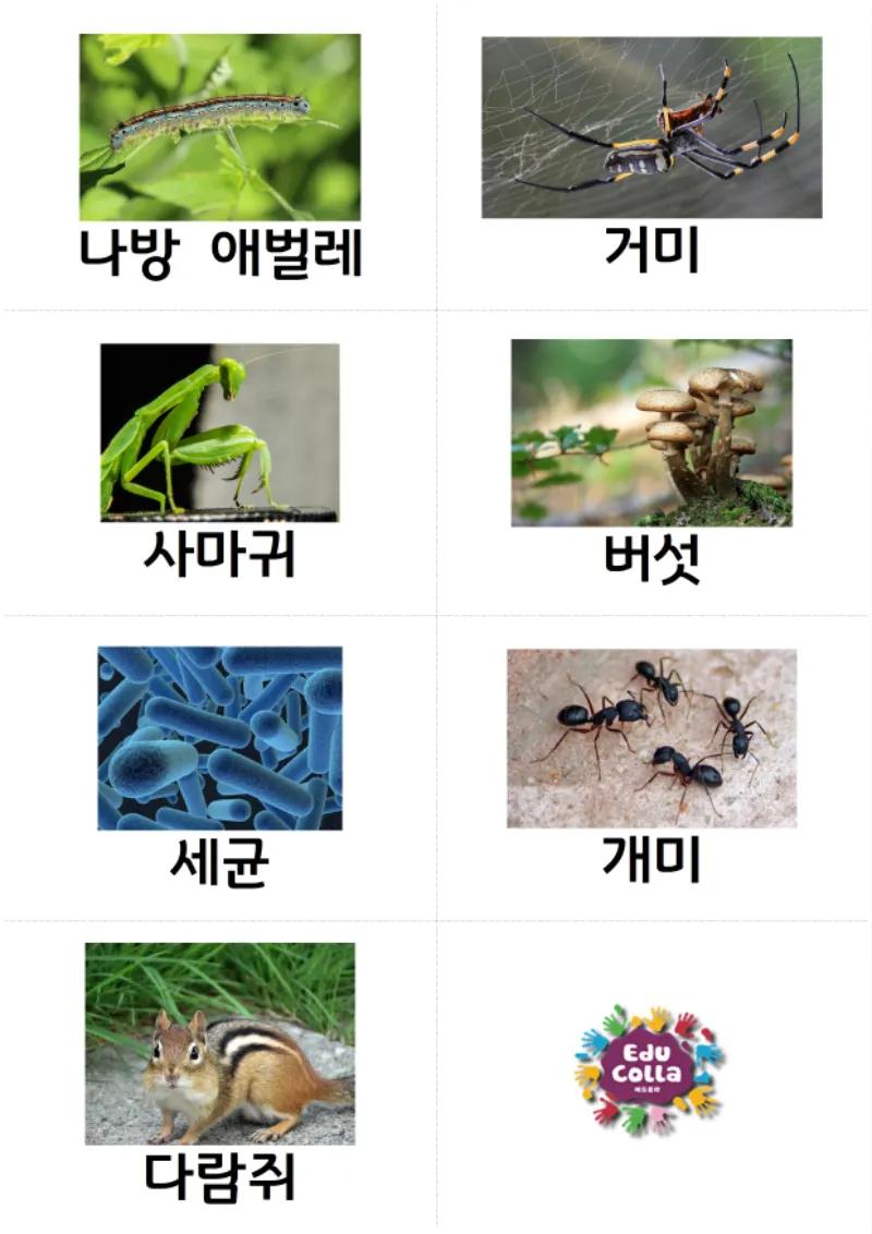 생태계놀이카드002.png