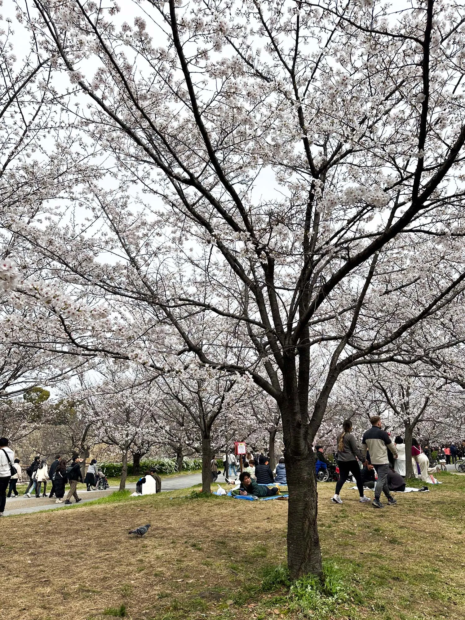 3월 오사카 여행 옷차림과 벚꽃 구경