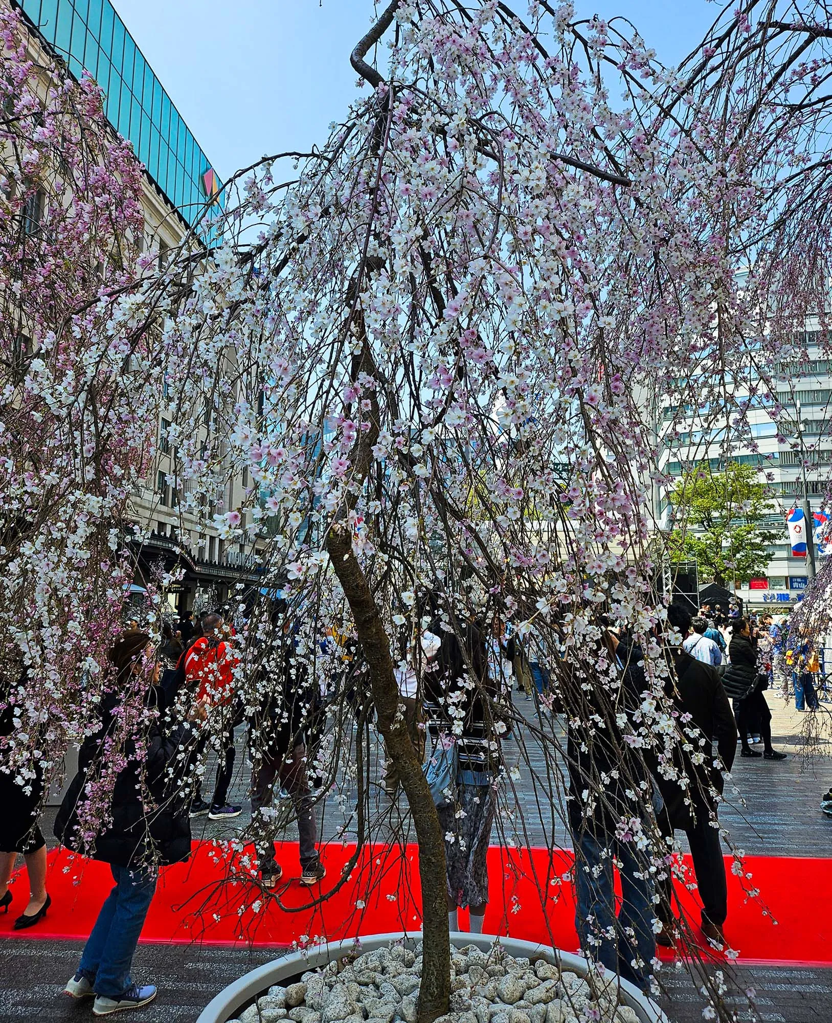 3월 벚꽃과 사람들 옷차림