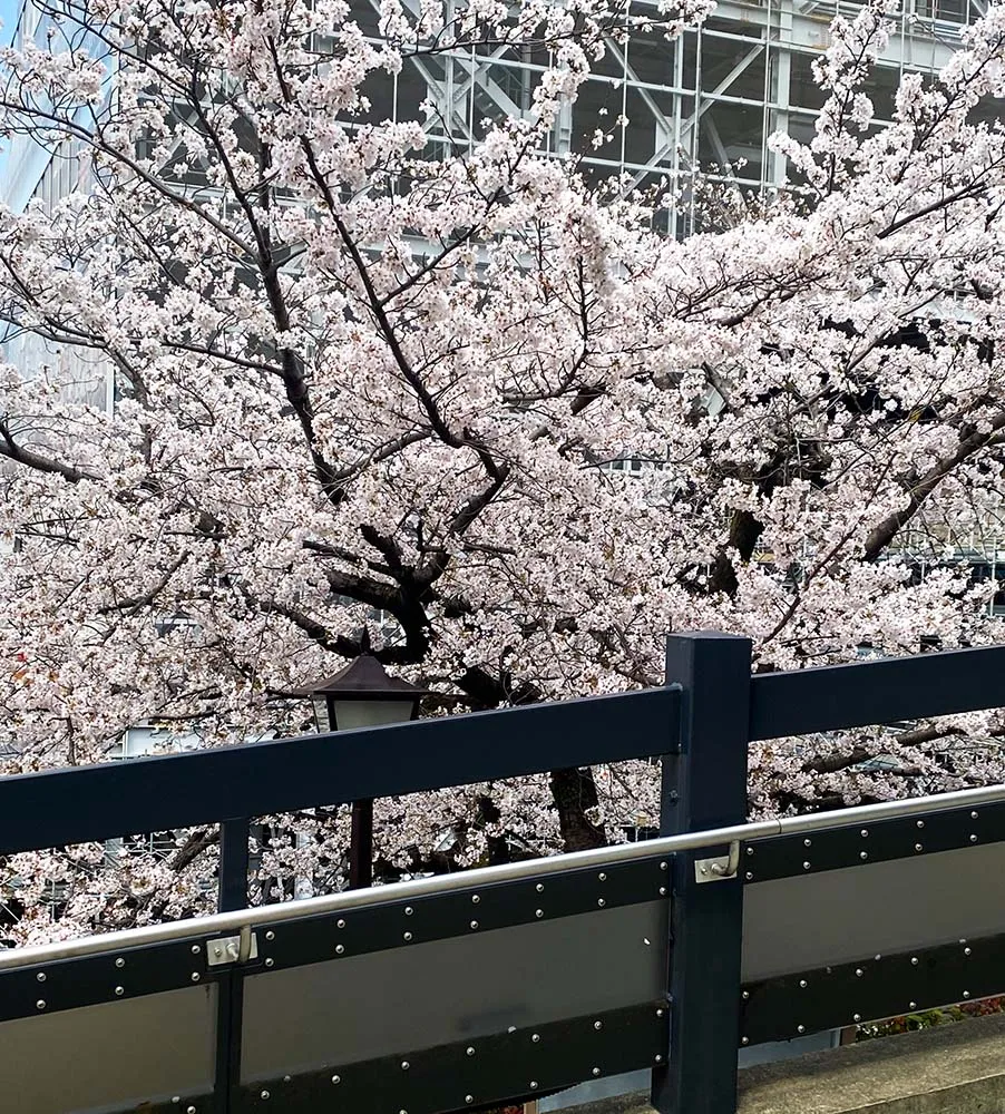 일본 벚꽃 여행