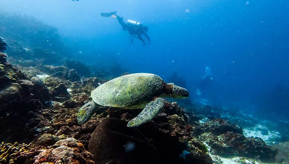 첫날 릴로안 다이빙 중 만났었던 거북이