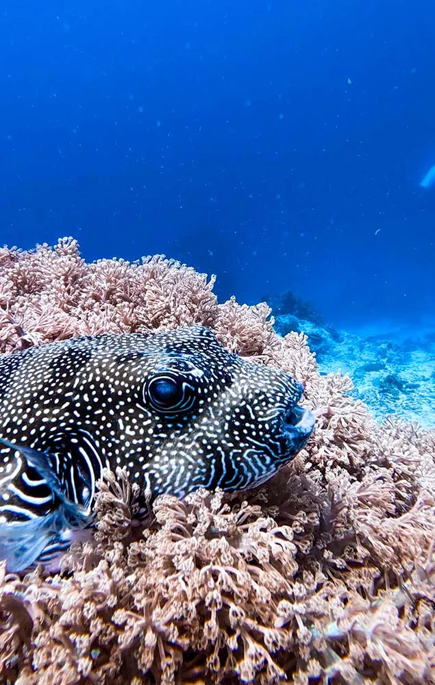 릴로안 다이빙 중 만나 지도복