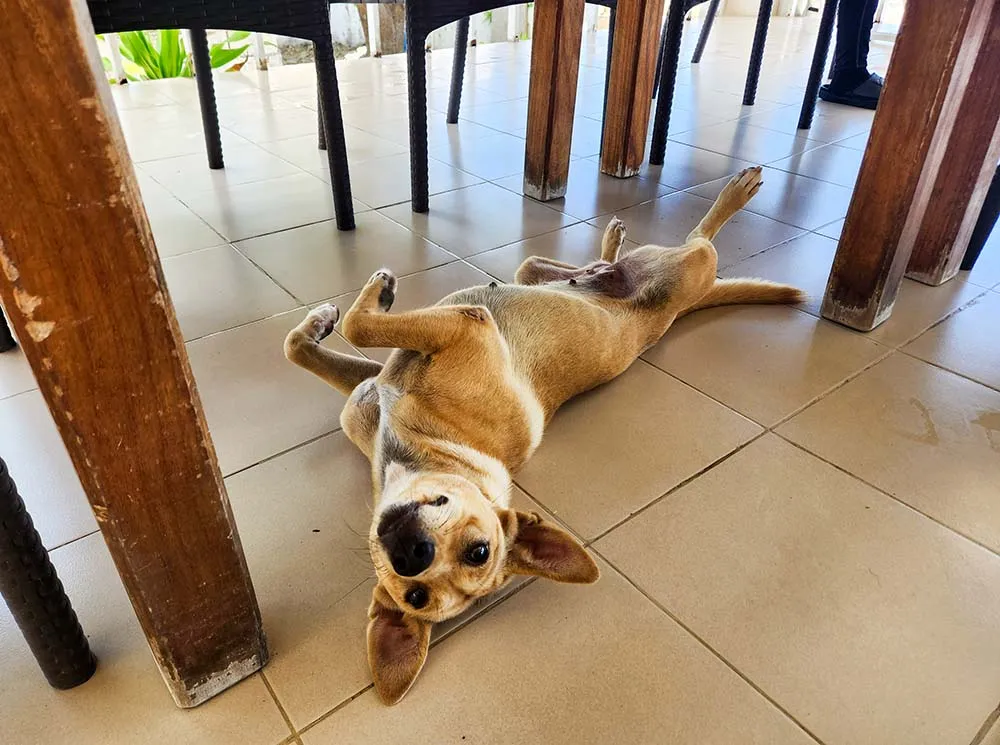 릴로안 지오션 다이브 마스코트 마요