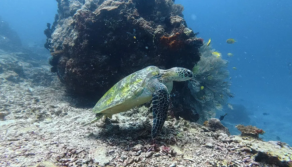 릴로안에서 다이빙하면서 수시로 만났던 거북이