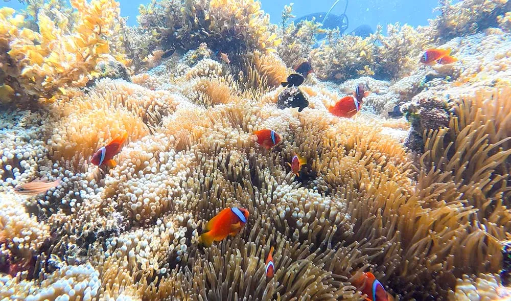 릴로안 토마토 크라운 피쉬 니모