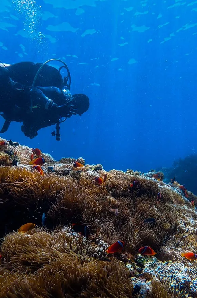 100마리 이상 니모가 살고 있는 니모 아파트