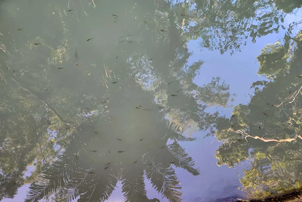 생각보다 많이 몰려 있는 닥터피쉬