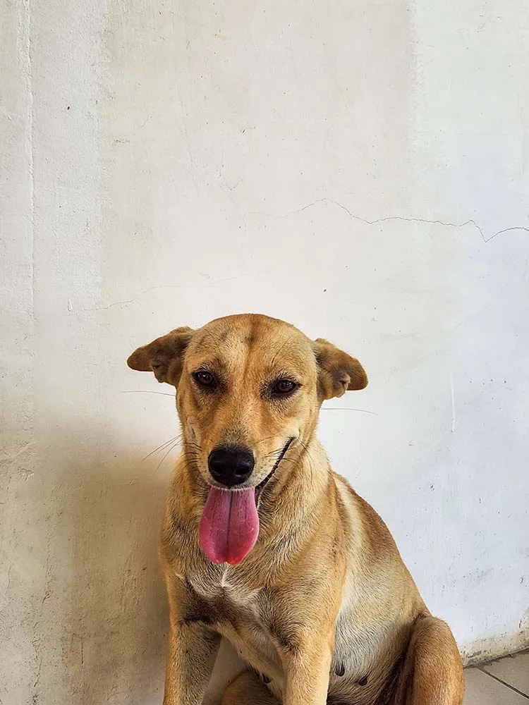 지오션 다이브 마스코트 마요