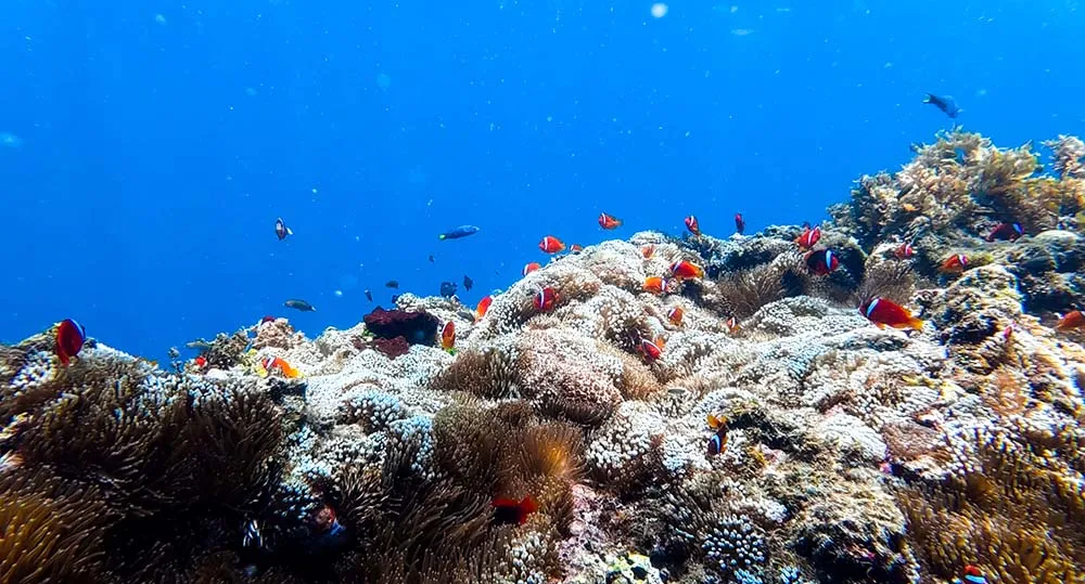 릴로안 다이빙 사이트 니모 아파트