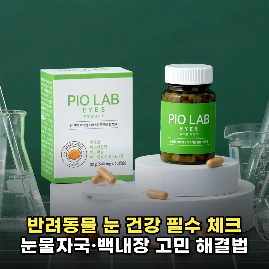 반려동물 눈 건강 필수 체크 눈물자국·백내장 고민 해결법