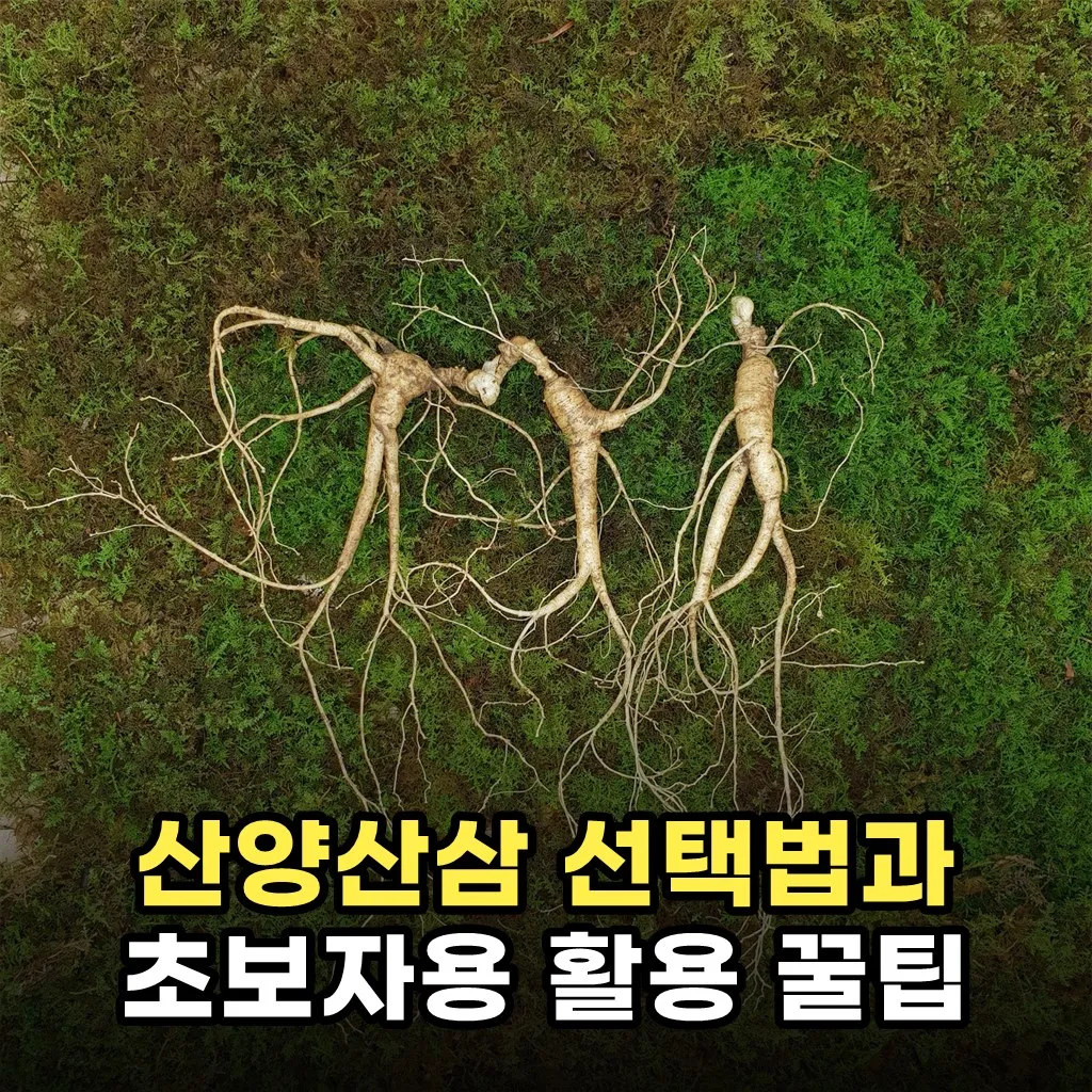 산양산삼 선택법과 초보자용 활용 꿀팁