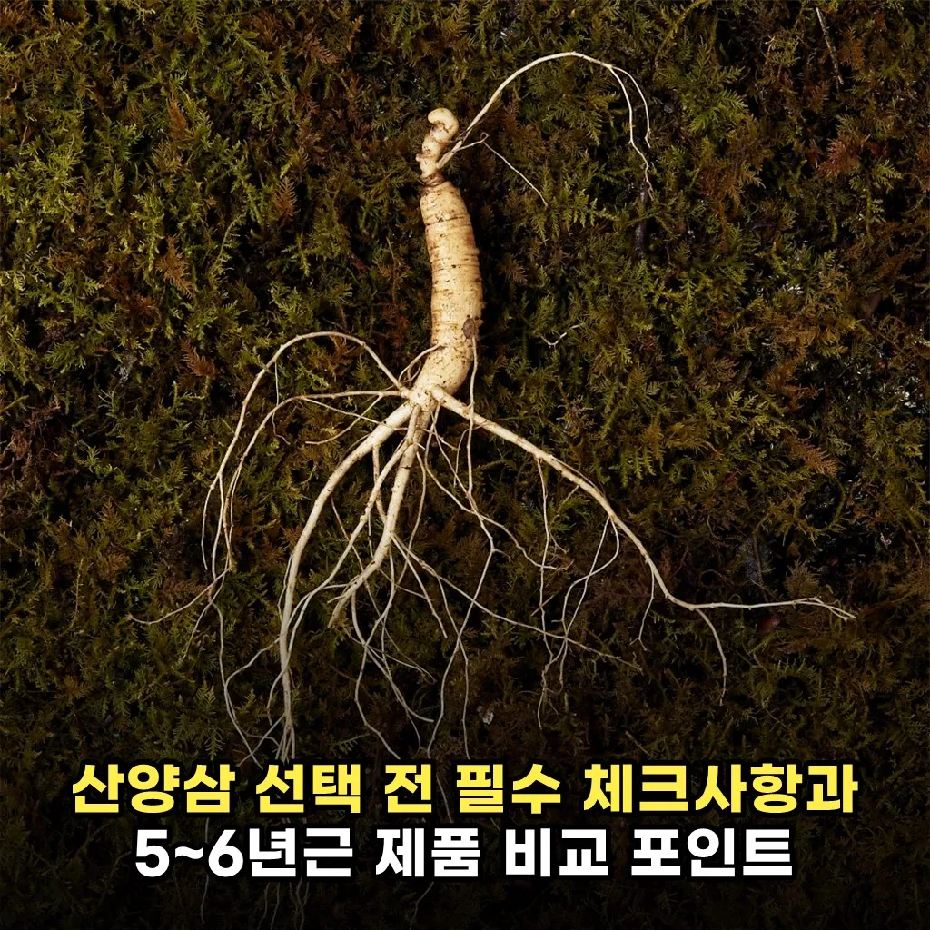 산양삼 선택 전 필수 체크사항과 5~6년근 제품 비교 포인트