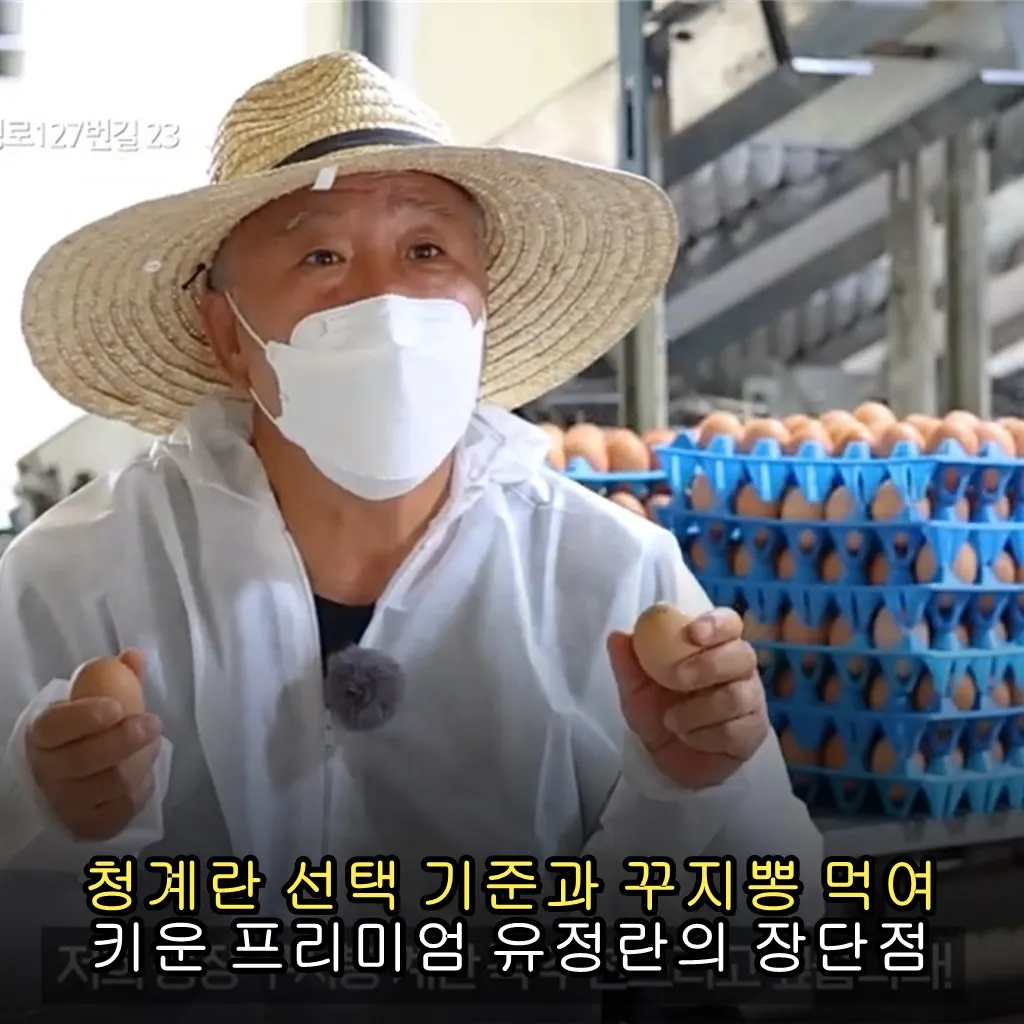 청계란 선택 기준과 꾸지뽕 먹여 키운 프리미엄 유정란의 장단점 살펴보기