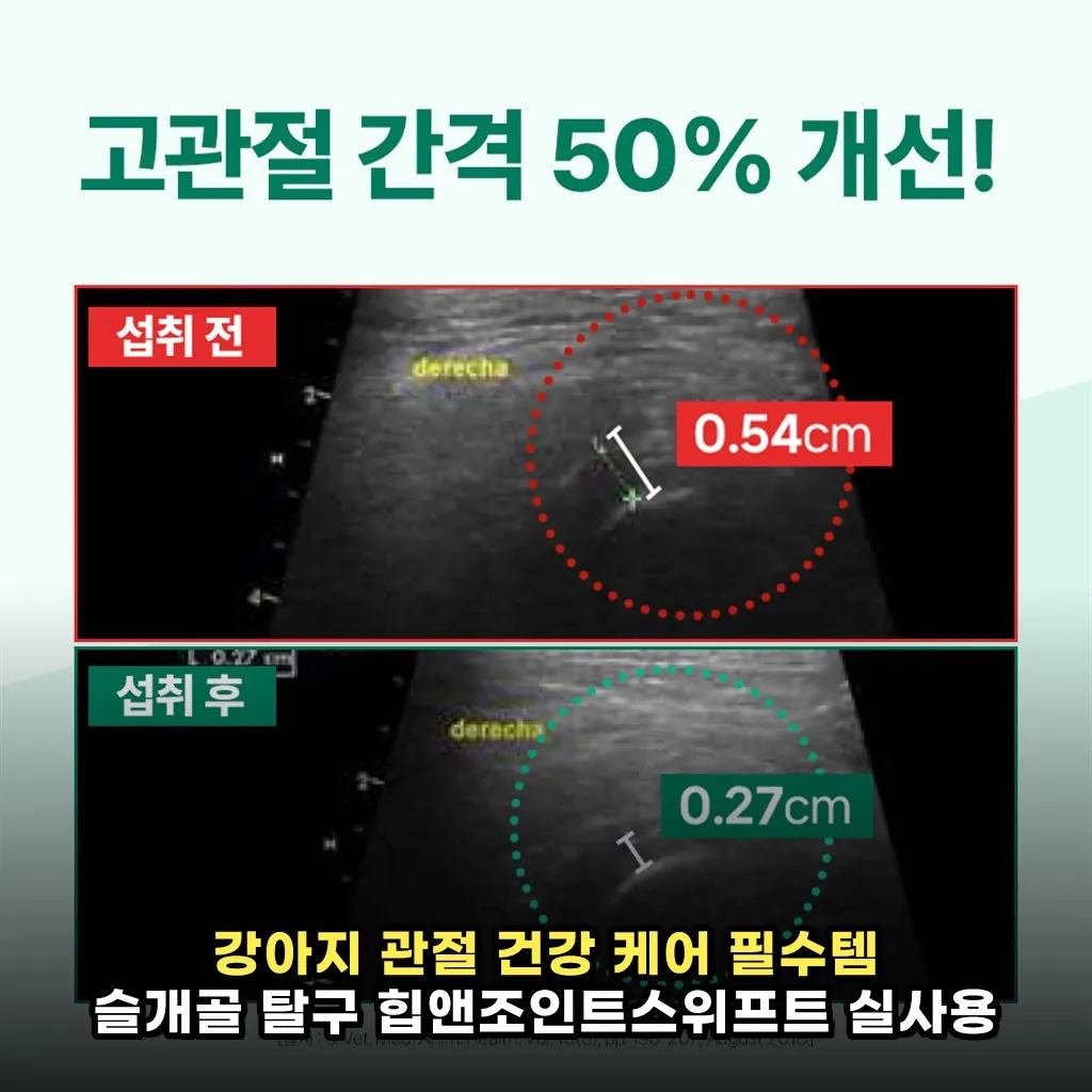 강아지 관절 건강 케어 필수템 슬개골 탈구 힙앤조인트스위프트 실사용 장단점