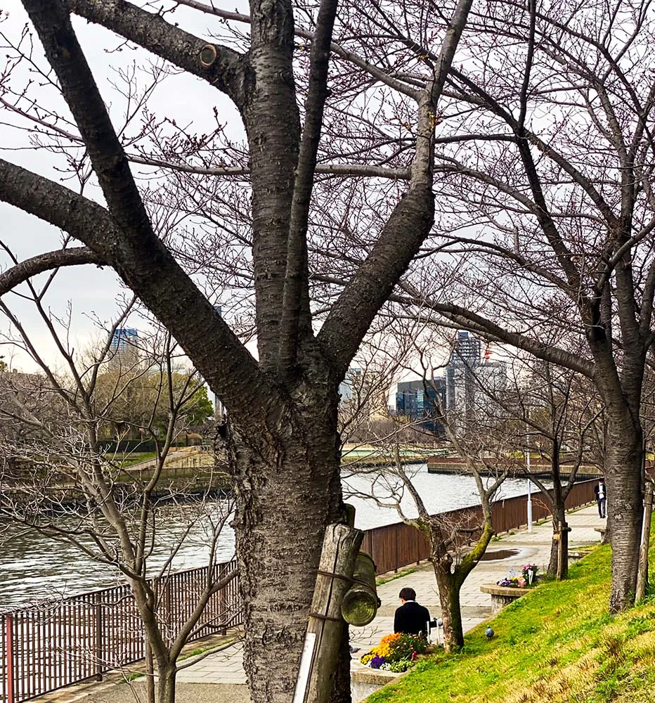 하나미(벚꽃 구경) 일본