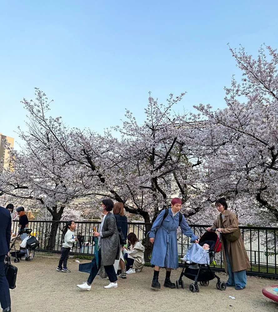 일본 벚꽃 여행