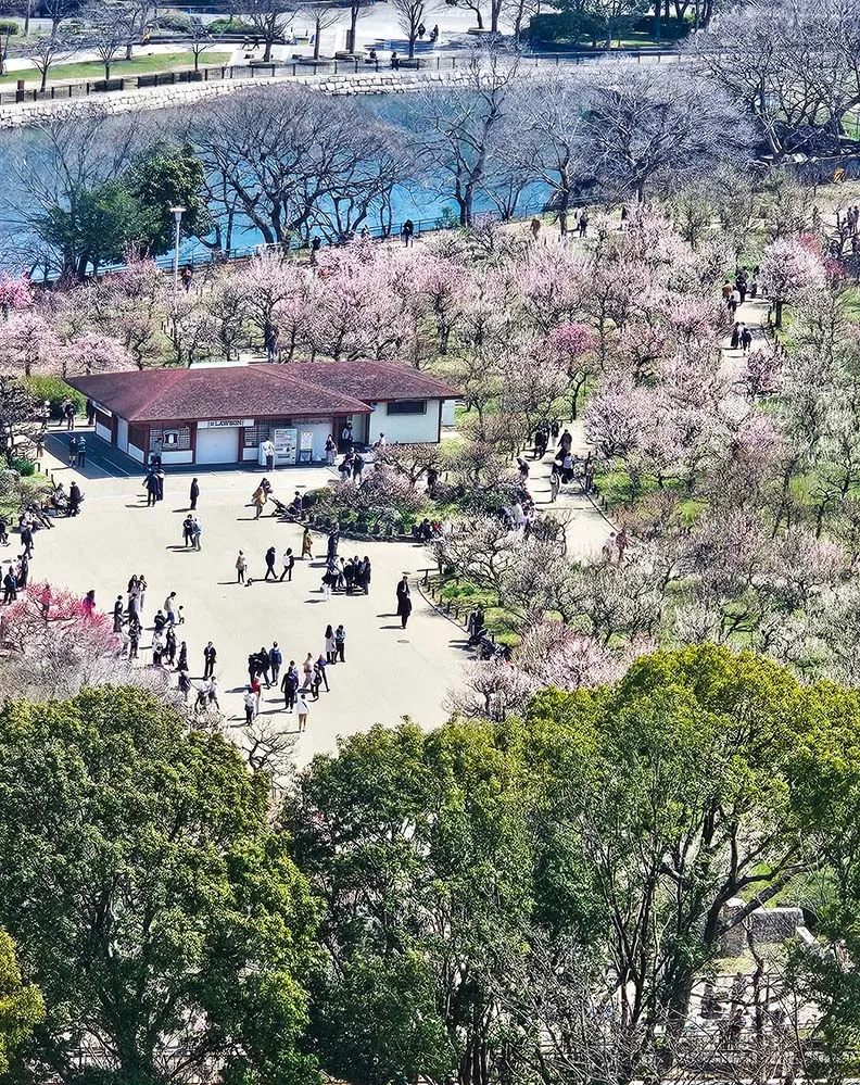 꽃들이 만개하는 오사카 공원