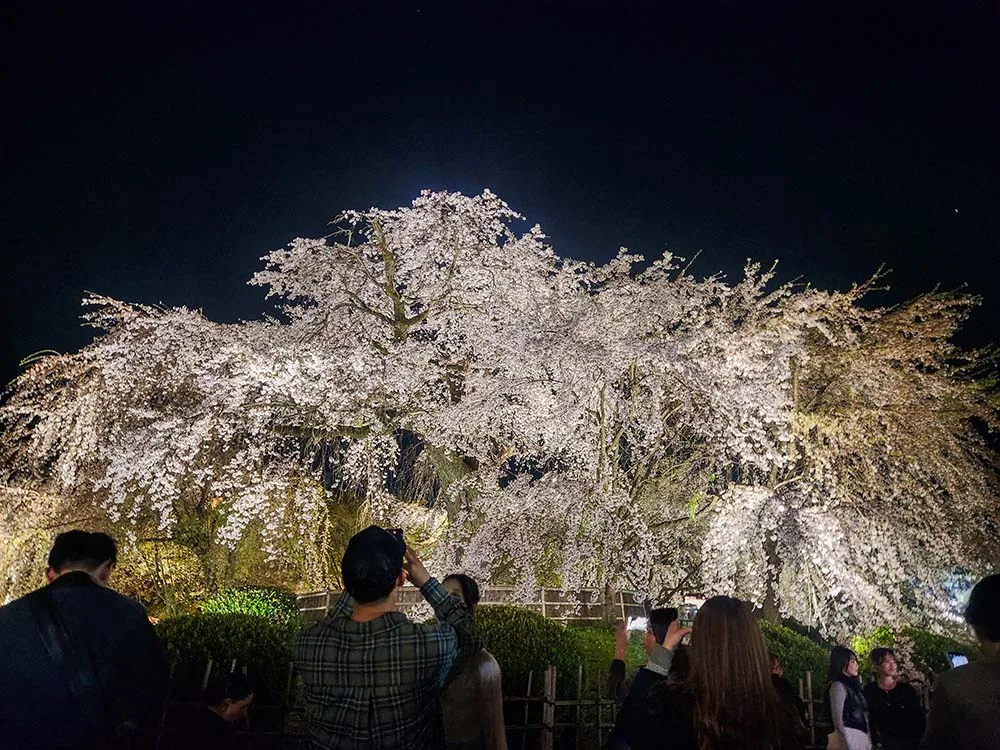 일본 교토의 마루야마 공원 벚꽃 야간 행사 (하나미)