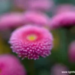 Synthetic aperture of f/1 - very shallow depth of field