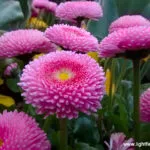 Synthetic aperture of f/16 - very wide depth of field