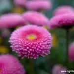 Synthetic aperture of f/2 - shallow depth of field