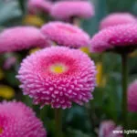 Synthetic aperture of f/4 - moderate depth of field