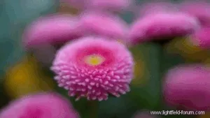 Light field feature: variable depth of field