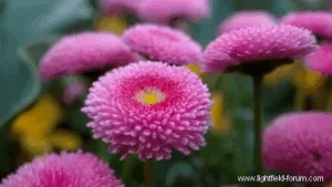 Parallax / Perspective Shift animation based on a single light field exposure