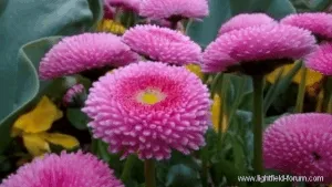 Parallax / Perspective Shift animation with extended field of view, based on a single light field exposure