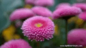 Post-capture software refocus animation