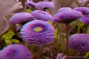 Single-lens, single-exposure 3D output from a light field recording, shown as anaglyph stereo output