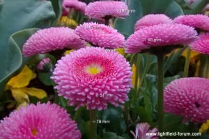 Distance measurement based on depth data of a light field image, shown as a picture overlay (illlustration)